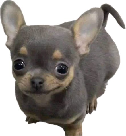 tubbcitoander tweet media