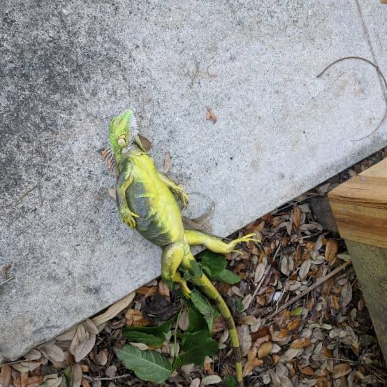 Astros Knower tweet media