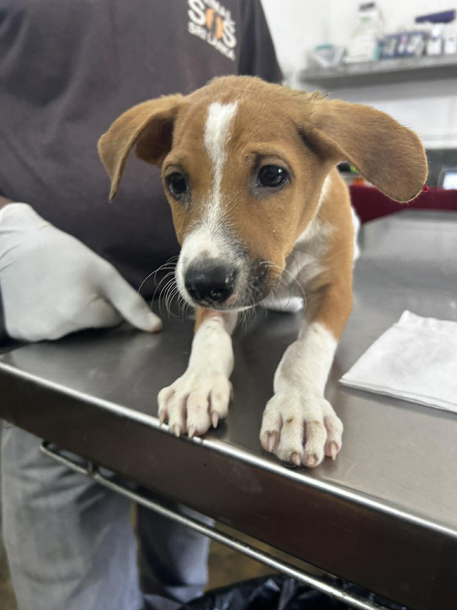 Animal SOS Sri Lanka tweet media