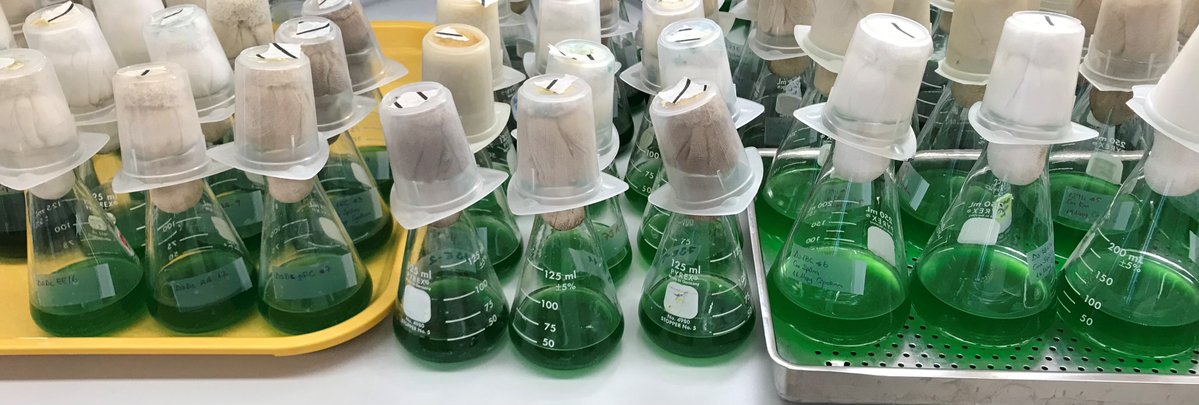 UC Merced tweet media