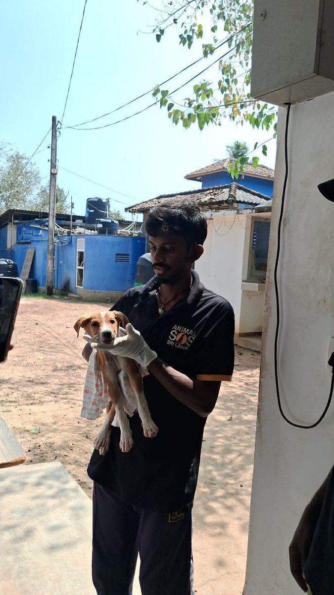 Animal SOS Sri Lanka tweet media