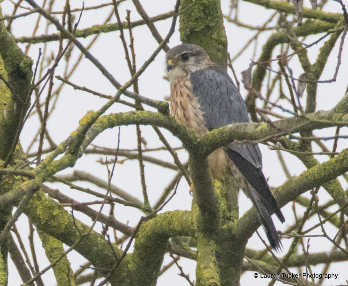 Wayne + Lauren tweet media