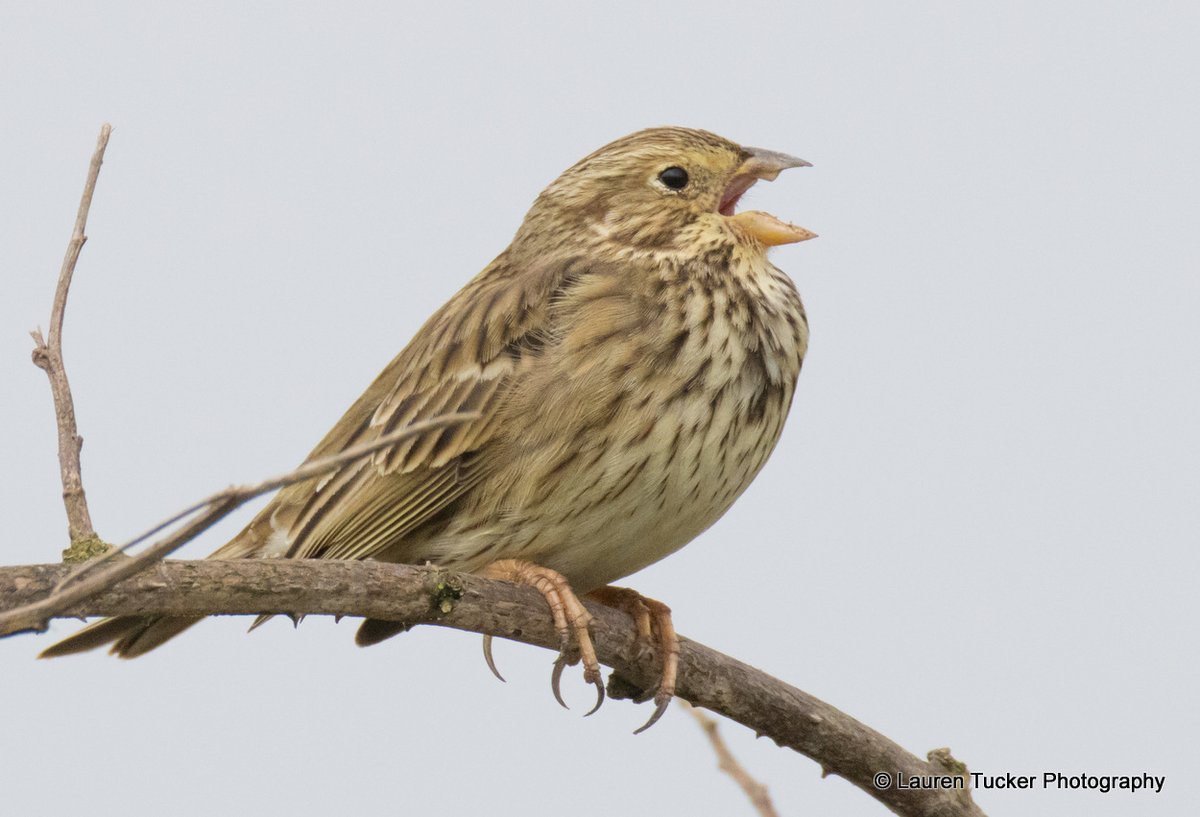 Wayne + Lauren tweet media