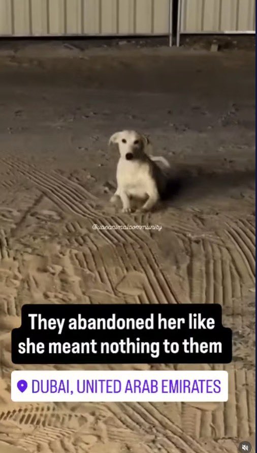 alainpaulweber's tweet photo. L’abjection à Dubaï !

Les touristes ne sont pas les seuls à vouloir fuir Dubaï, les expats également, et ils abandonnent leurs animaux de compagnie.
Les refuges sont surpeuplés, chiens, chats et lapins abandonnés, demandes d’euthanasie.
La guerre au Proche-Orient touche aussi les animaux de compagnie.
Abandonner son chien en partant des Émirats est un acte d'une lâcheté inexcusable. Un animal n'est pas un meuble qu'on jette quand on déménage, mais un membre de la famille à qui l'on doit respect et protection. Si on n'est pas prêt à assumer cet engagement quoi qu'il arrive, alors on n'a tout simplement pas le droit d'en adopter un.