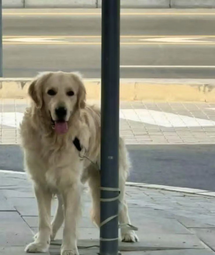 alainpaulweber's tweet photo. L’abjection à Dubaï !

Les touristes ne sont pas les seuls à vouloir fuir Dubaï, les expats également, et ils abandonnent leurs animaux de compagnie.
Les refuges sont surpeuplés, chiens, chats et lapins abandonnés, demandes d’euthanasie.
La guerre au Proche-Orient touche aussi les animaux de compagnie.
Abandonner son chien en partant des Émirats est un acte d'une lâcheté inexcusable. Un animal n'est pas un meuble qu'on jette quand on déménage, mais un membre de la famille à qui l'on doit respect et protection. Si on n'est pas prêt à assumer cet engagement quoi qu'il arrive, alors on n'a tout simplement pas le droit d'en adopter un.