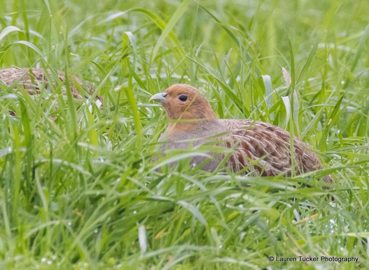Wayne + Lauren tweet media