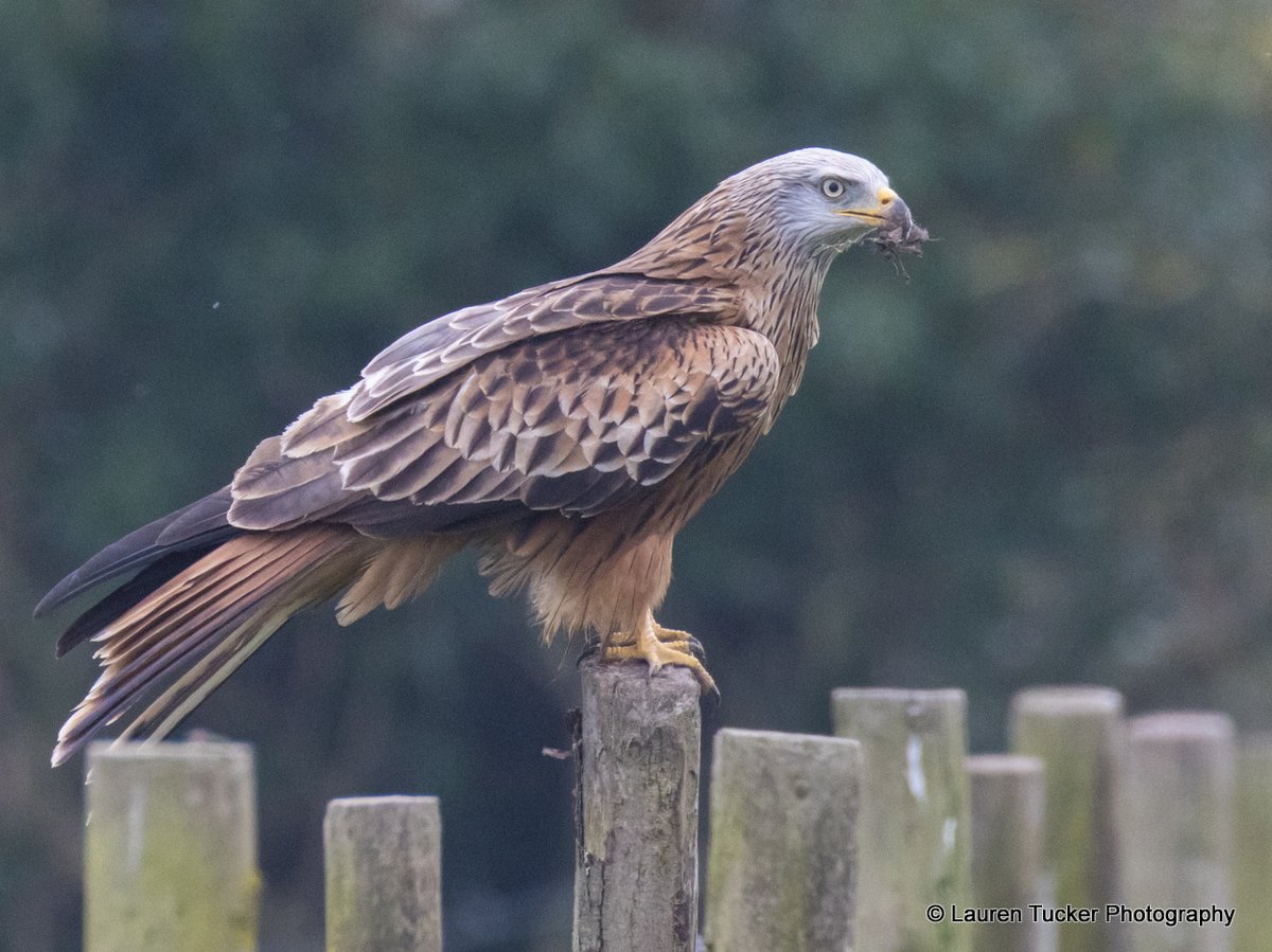 Wayne + Lauren tweet media