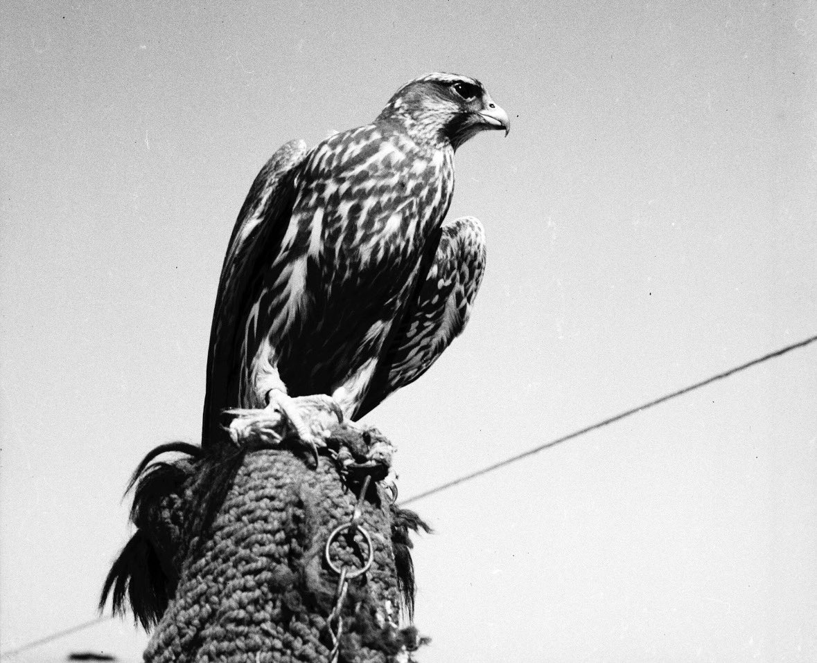 العرفا tweet media