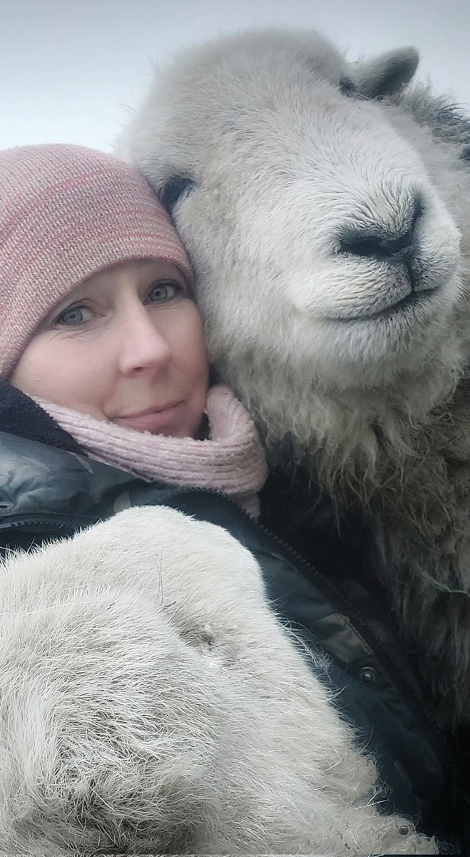 Herdwicks of Highfields Farm tweet media