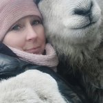 Photo by Herdwicks of Highfields Farm (@highfieldsherdy)