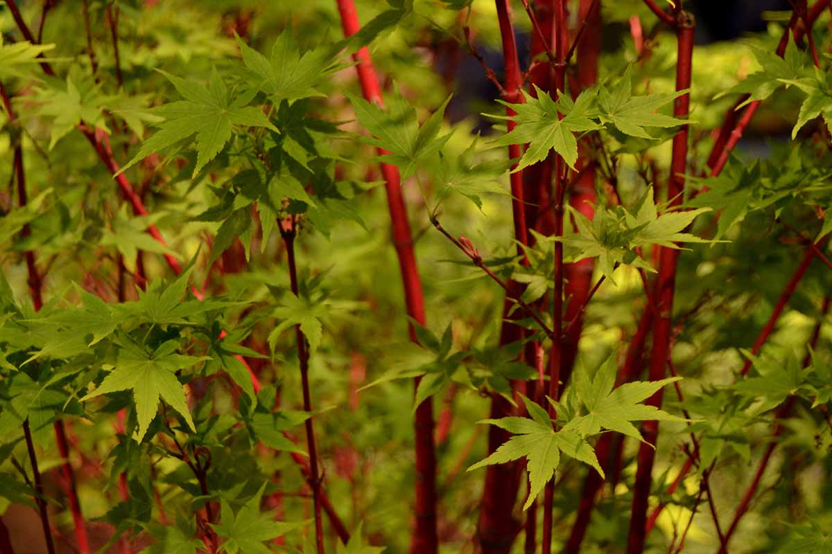 Gardeners_Path_'s tweet image. How to Grow and Care for Coral Bark Japanese Maples - With their colorful stems, coral bark Japanese maple trees are gorgeous, even when they're devoid of leaves in winter. Learn how to grow your own in this guide on Gardener's Path. #landscape #maple gardenerspath.com/plants/landsca…