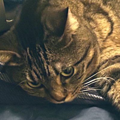 Major Mya 😻& Rainey 🐕🦺 Angel SweetCakes 🌈 tweet media