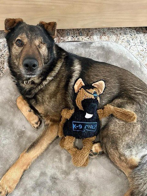 Project K9 Hero tweet media