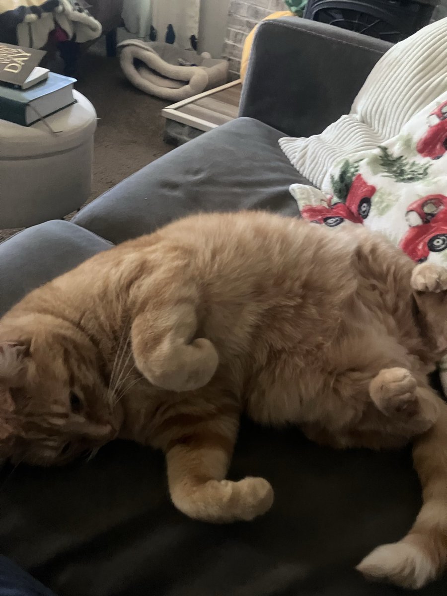 All these videos of people being chosen by ‘the cat distribution system’ meanwhile I’ve had to hunt and trap some of mine over the years.