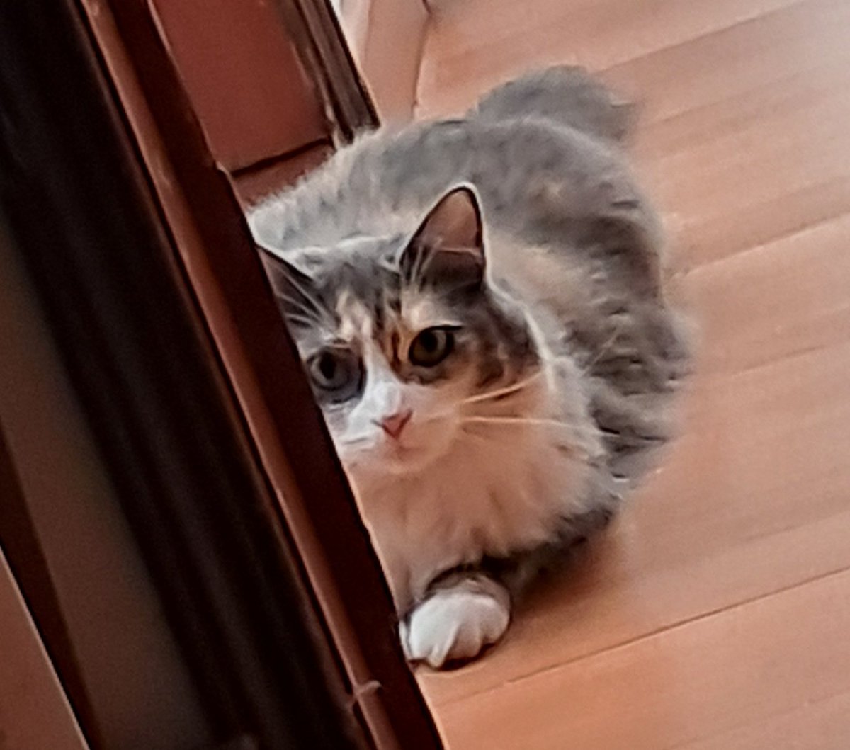 ✩ Mikö ✩✪ MIKOPELUCHE tweet media