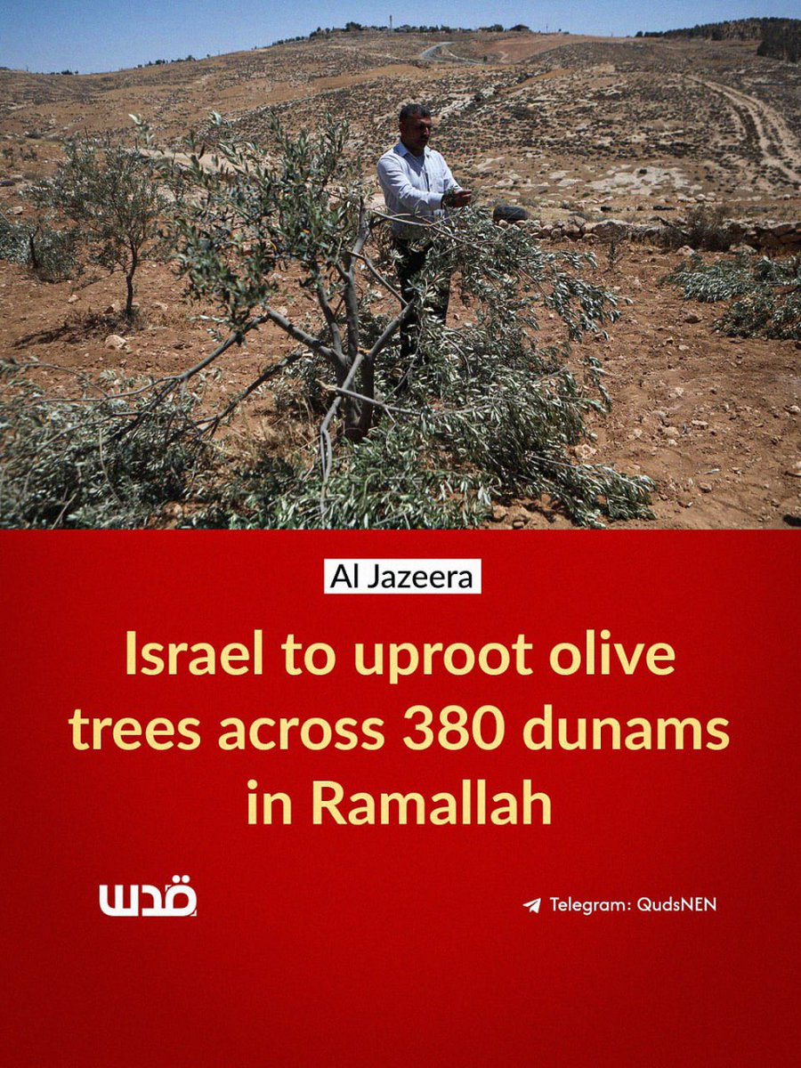 Israeli forces issued orders to seize 380 dunams of Palestinian land in Silwad, near Ramallah, for the construction of a military bypass road.

This project involves uprooting hundreds of ancient olive trees to connect the Jabal al-Asur military base with nearby settlements.