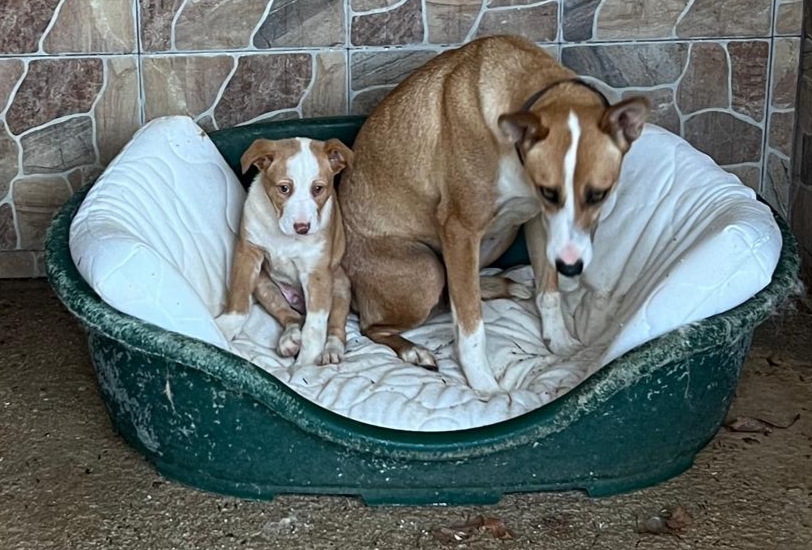 ArcadelTorcal's tweet photo. Estos pobres perros (madre e hijo) han tenido que ser rescatados de una balsa donde cayeron en #Antequera.
La madre lleva collar puesto y están liempios y bien cuidados. 
¿Alguien los conoce o lo está buscando?
CONTACTO: Arca del Torcal móvil 637 17 60 58 (WhatsApp) https://t.co/F4SheSSKnV