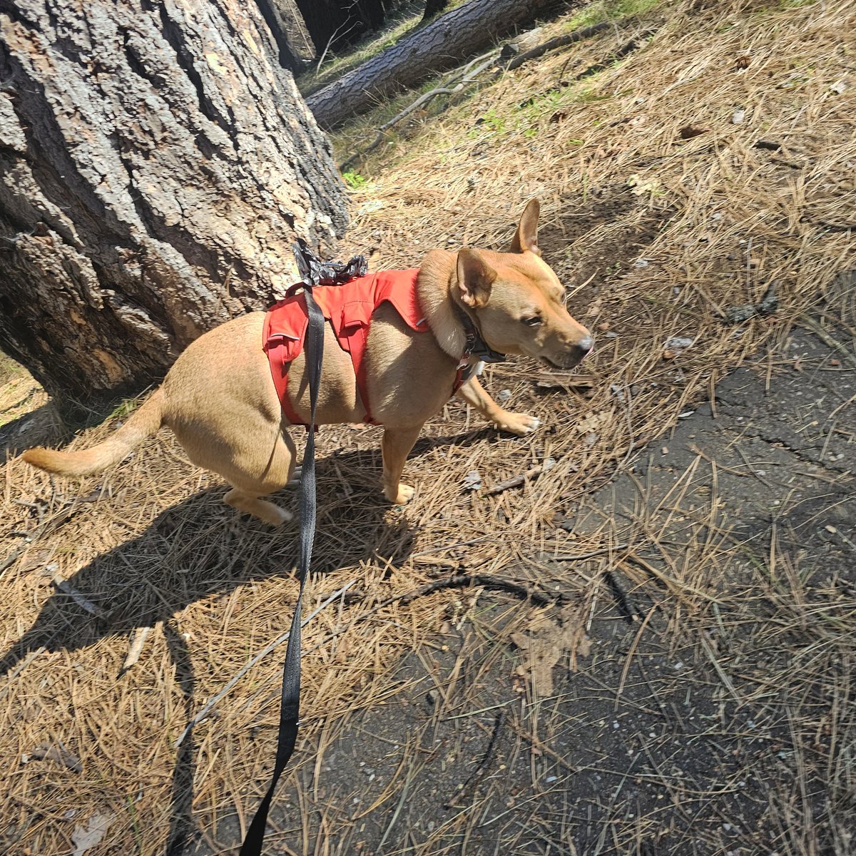 ⛦ (Ky) Kyrus Frei tweet media