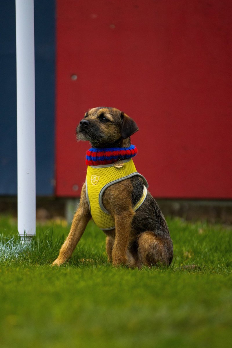 nonleaguedogs tweet media