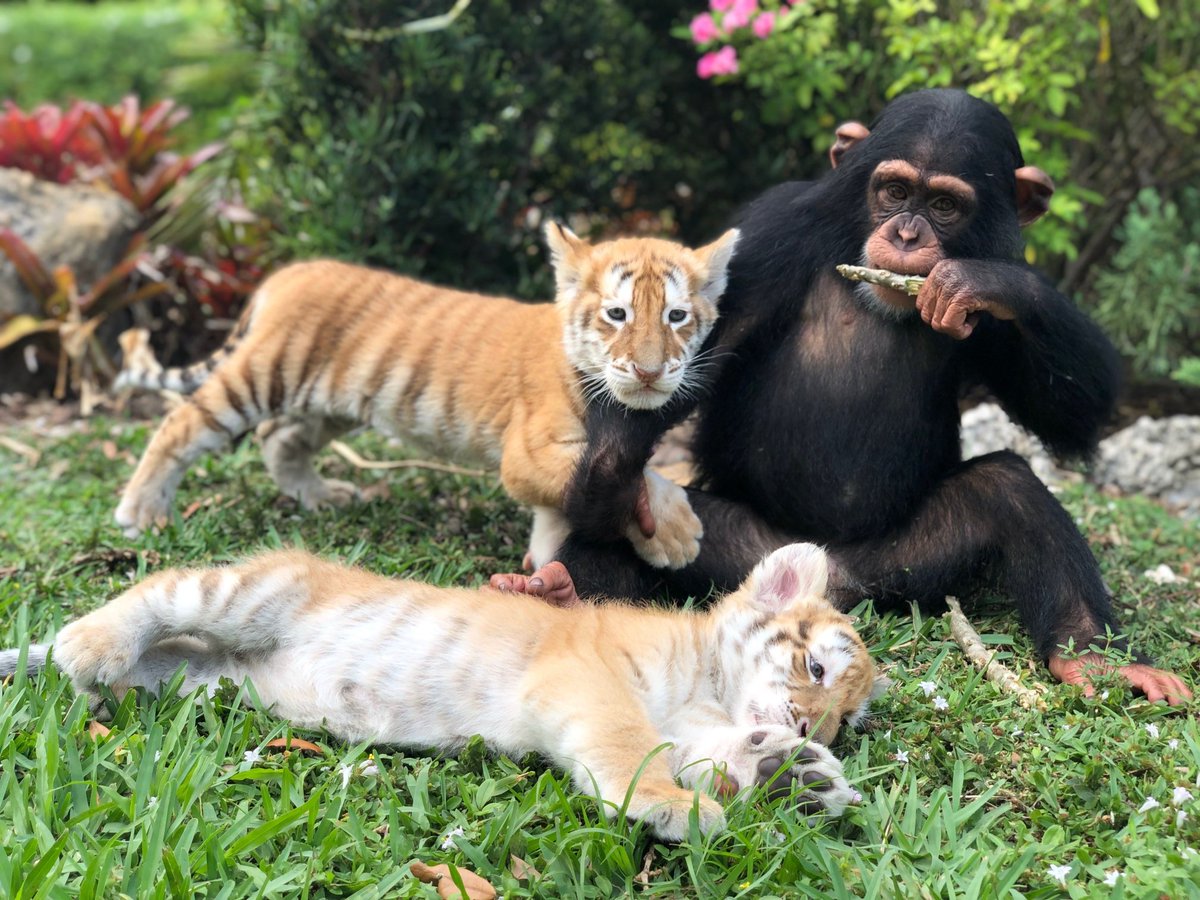 <a href="/0xCryptoshi/">Cryptoshi</a> <a href="/Crypto_Alch/">The Alchemist (🧪,⚗️)</a> $ZWF will surprise many 👀

 We are not here to take part , we are here to take over 🔥🔥🔥

8HG4Daq9kWa7We47MzokVQKTBjKott5fAFWu2TA1pump