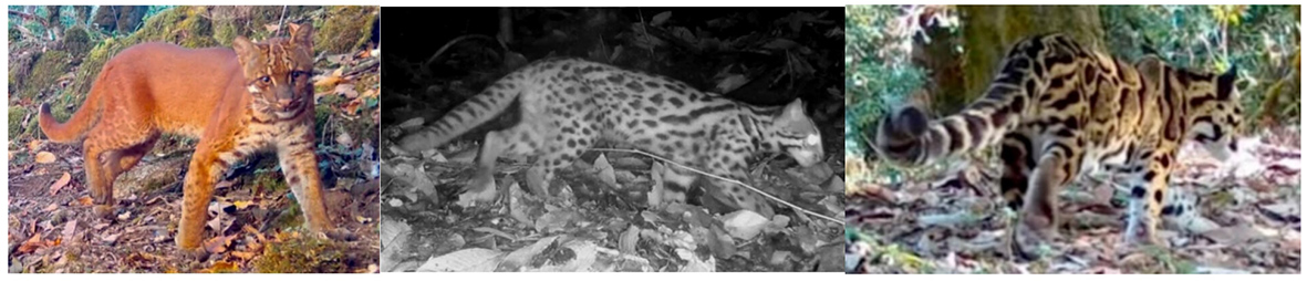 arunachaltimes_'s tweet photo. (Survey reveals rich small cat biodiversity in Shergaon)
#smallcat #biodiversity #Shergaon
The Arunachal Times - https://t.co/Qo40Ku6hrL https://t.co/gzjI7Tvd6Y