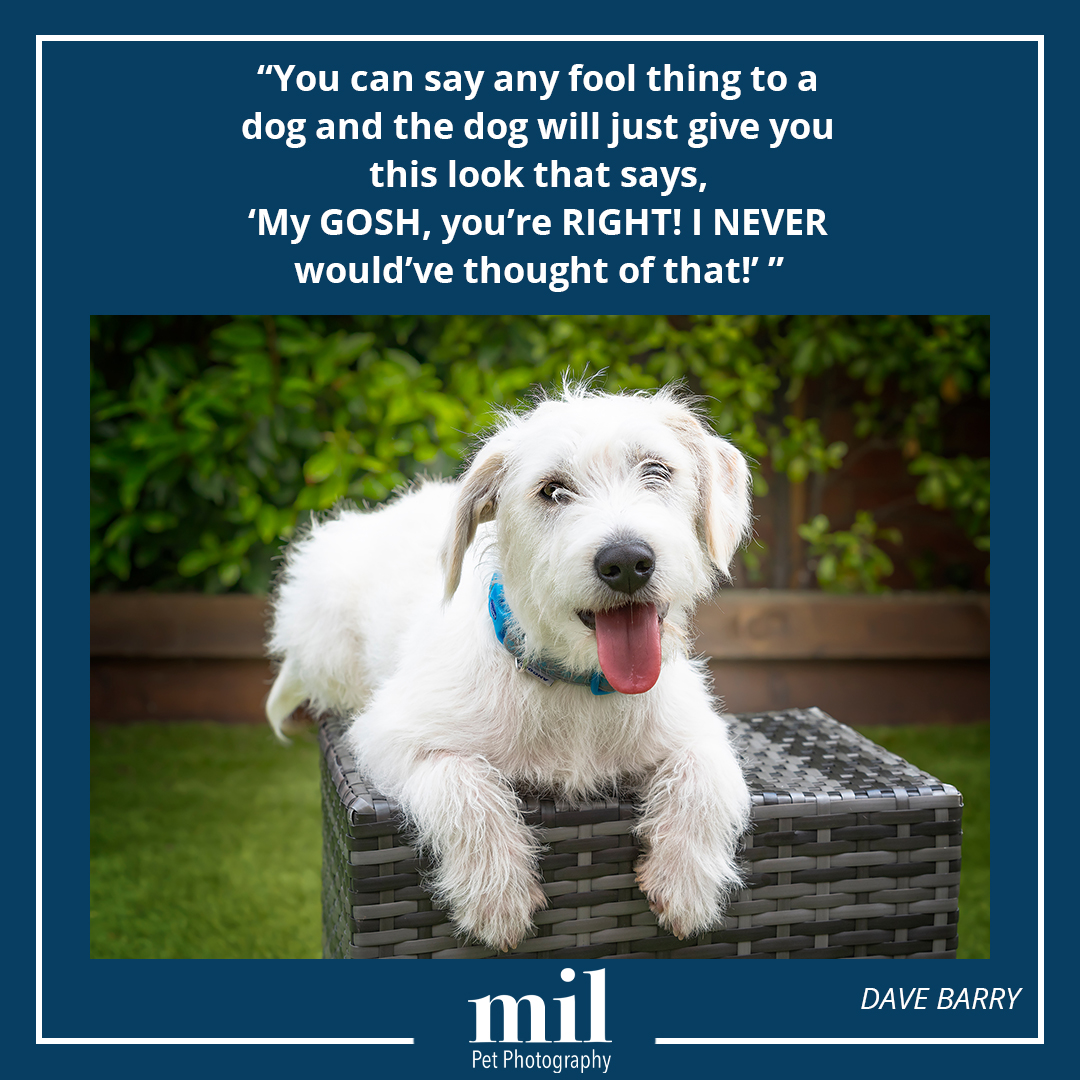 MillersImage's tweet photo. "You can say any fool thing to a dog and the dog will just give you this look that says, ‘My GOSH, you’re RIGHT! I NEVER would’ve thought of that!’" - Dave Barry
I love this quote, and paired it up with a great image of Alfie
#dogs #dogsoftwitter #dog #jackapoo #puppy https://t.co/fw3v1LepVG