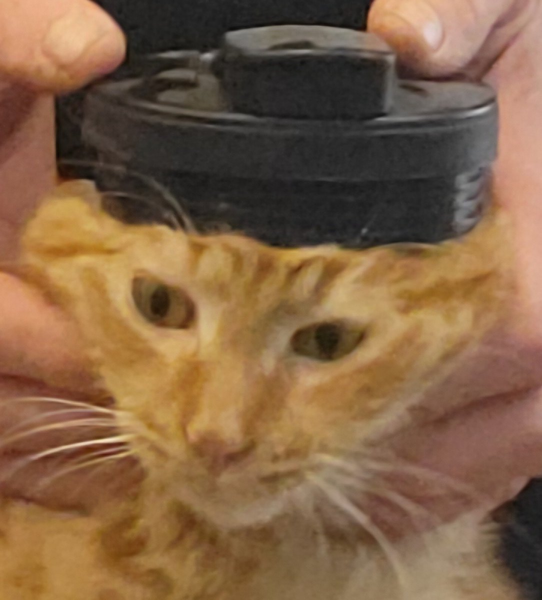 SyncPutz's tweet photo. I'm kinda #Juggling alot right now.

Hey supercomputer crowd: this clown's got a nudge tool. 

Anybody got a big rig to borrow? 

Don't mean to be a #Begger like Butters my #Cat.  She kinda lost all her #Dignity when I forced that "Hat" on her head.

#GoScience!

#ShufflePutz #HPC #Supercomputing #RiemannHypothesis