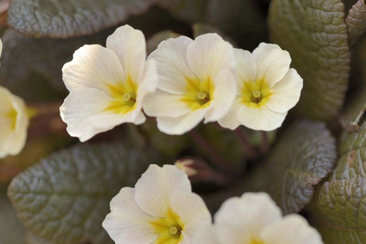 Garden Centre Association tweet media