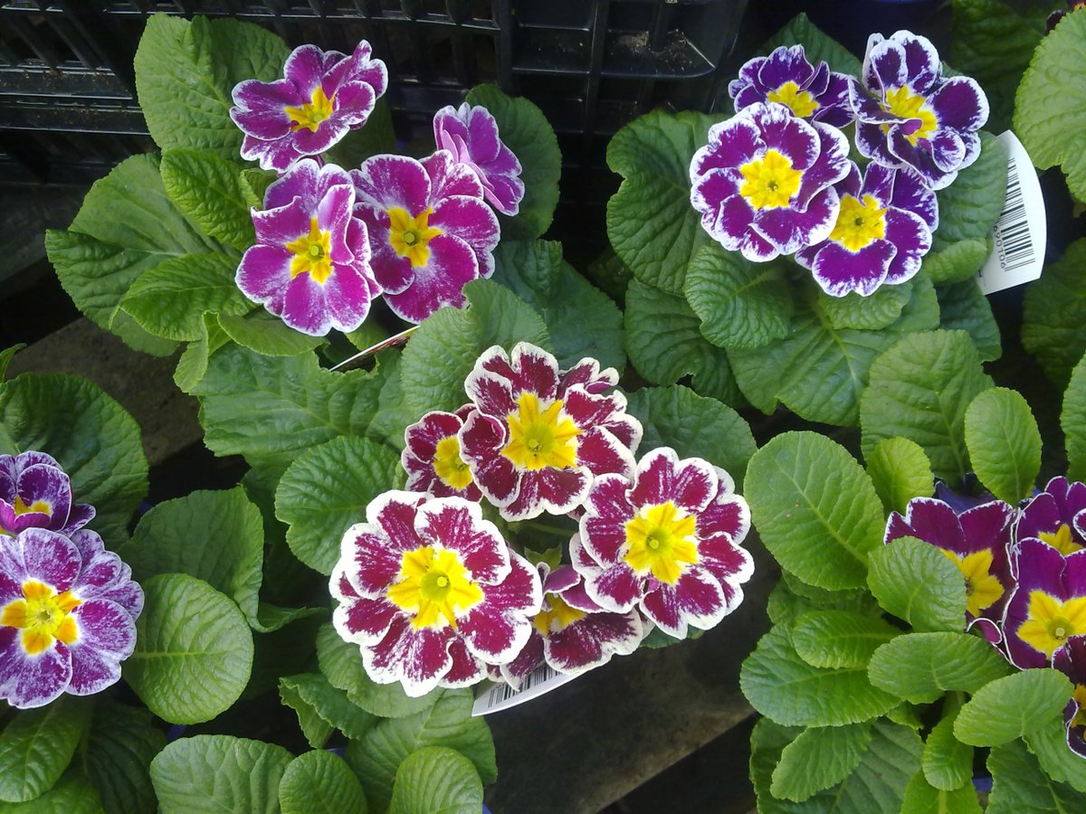 Garden Centre Association tweet media