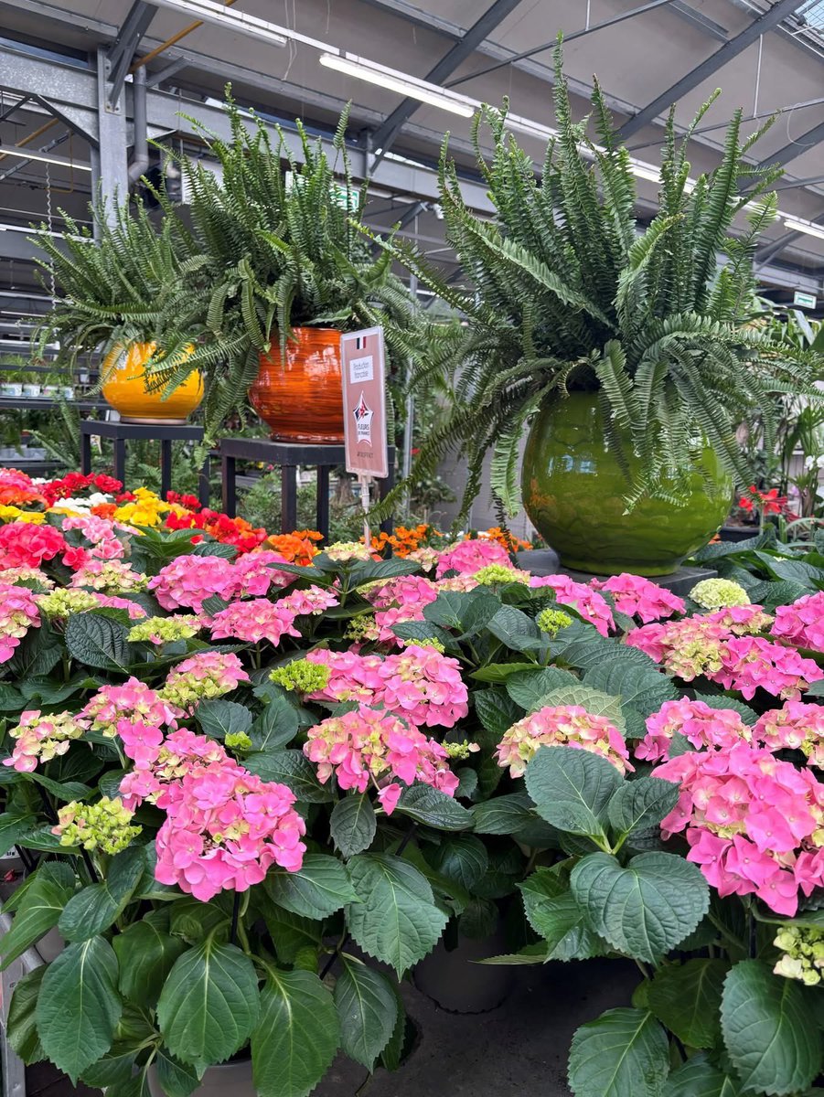 Poteries_Albi's tweet photo. Un vrai air de printemps 🌸
Nos poteries sont à découvrir chez Truffaut Grigny.
Merci à Pascal et Samuel pour cette belle mise en valeur 🌿
#poteriefrancaise #plantes https://t.co/YBboiNovmj
