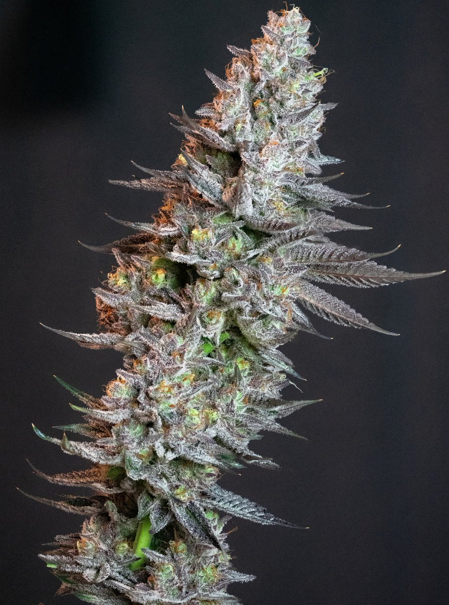 GorillaGrowTent's tweet photo. Straw-Trop Cherry at day 61 from flip and looking properly frosted. ❄️
Tight spear structure, heavy resin, and a beautiful late-flower fade.
Grown in a Gorilla Grow Tent 4×4. 💪
📷 @cannabenoid
🧬 @lovinsseeds https://t.co/42Iah99y33