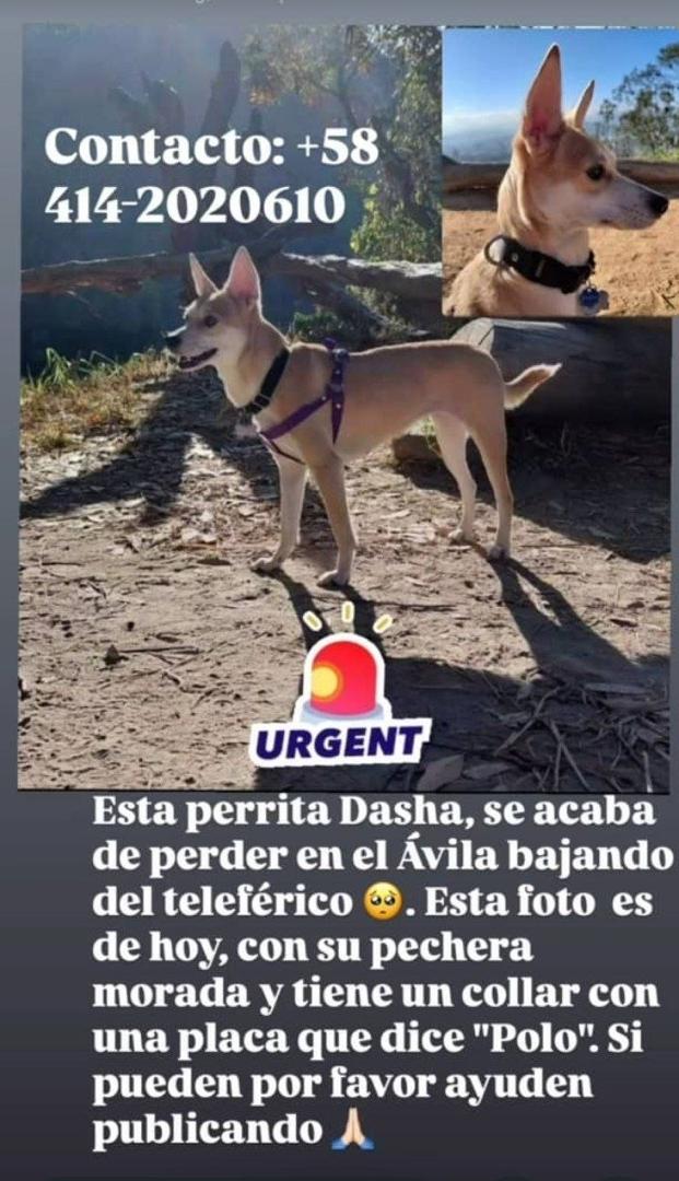 RamsesVazBlanco's tweet photo. Reenviado. Extraviada. Gracias.🙏🐶🐾💔😔 https://t.co/a8Q3RfbCab