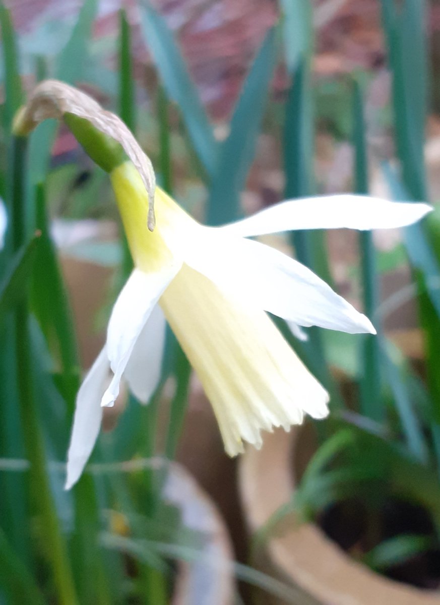 greenbeltsal's tweet photo. @GardensHour
#GardensHour
Things are beginning to burst into flower.
#SpringDelights https://t.co/pdoj3HdwrS