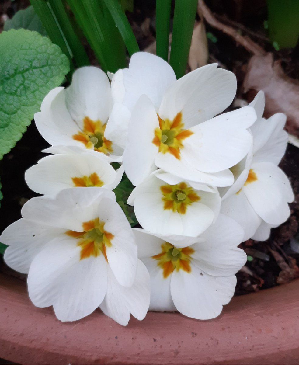 greenbeltsal's tweet photo. @GardensHour
#GardensHour
Things are beginning to burst into flower.
#SpringDelights https://t.co/pdoj3HdwrS