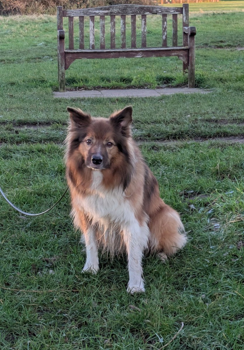 CamasTheCollie's tweet photo. It can't really be the end of the walk, can it? πΎπΎπ
#BorderCollie
#MorningWalk
#NeverLongEnough
#MondayMotivation https://t.co/vnhZDZmMHu