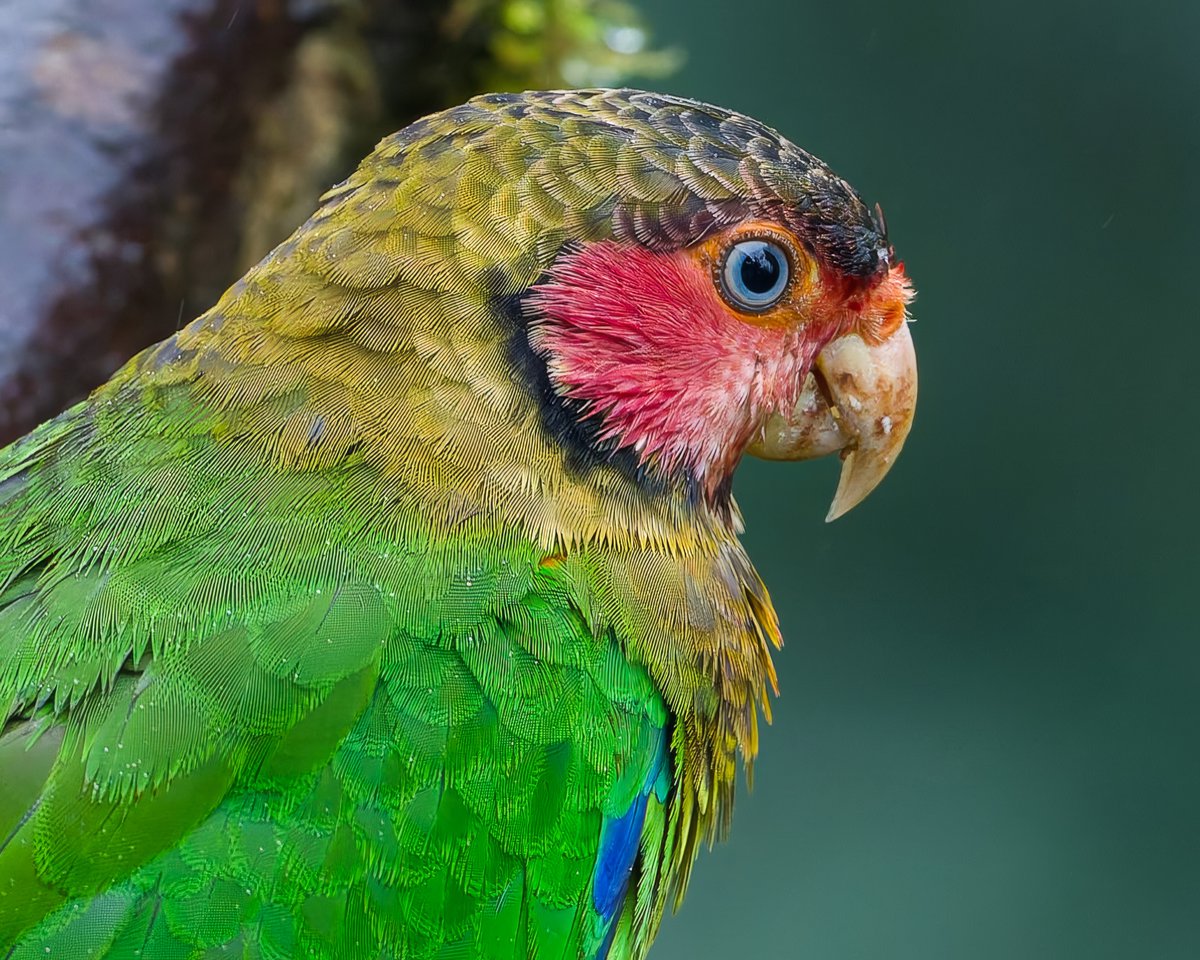 Caren Jahre tweet media