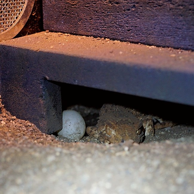 ブルーゲッコーラボ tweet media