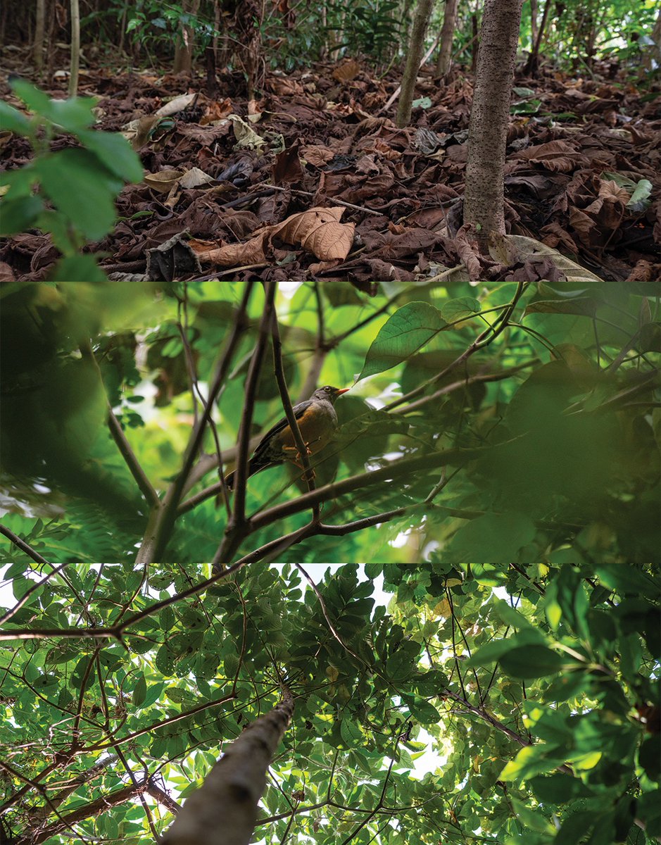 Derrick Milimo tweet media