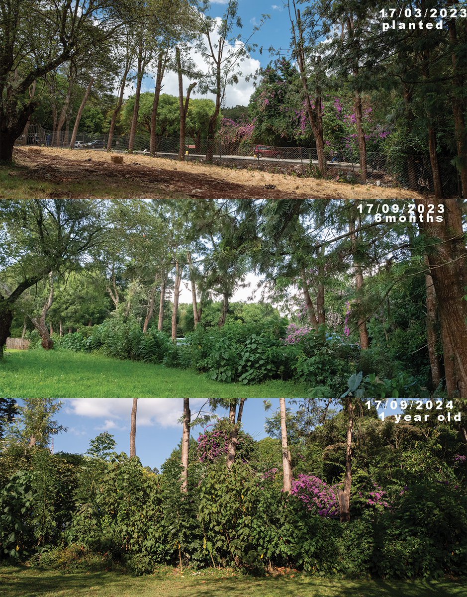 Derrick Milimo tweet media