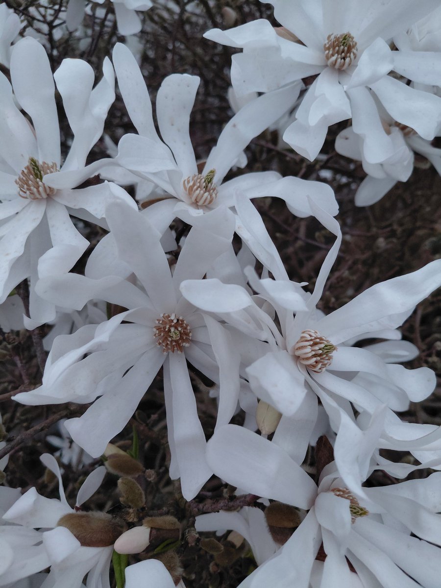 horse4courseAW's tweet photo. Not sure what we have but its looks absolutely beautiful @GardensHour #gardenshour #gardens https://t.co/pIwVQI3Fzv
