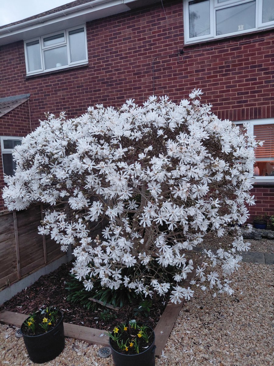 horse4courseAW's tweet photo. Not sure what we have but its looks absolutely beautiful @GardensHour #gardenshour #gardens https://t.co/pIwVQI3Fzv