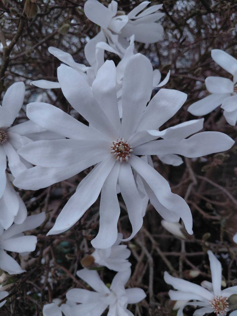 horse4courseAW's tweet photo. Not sure what we have but its looks absolutely beautiful @GardensHour #gardenshour #gardens https://t.co/pIwVQI3Fzv