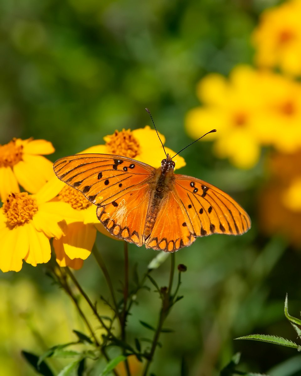 EB_Bob's tweet image. Ended up legit chasing butterflies for a bit today (Gulf fritillary). #butterflies #eastbay