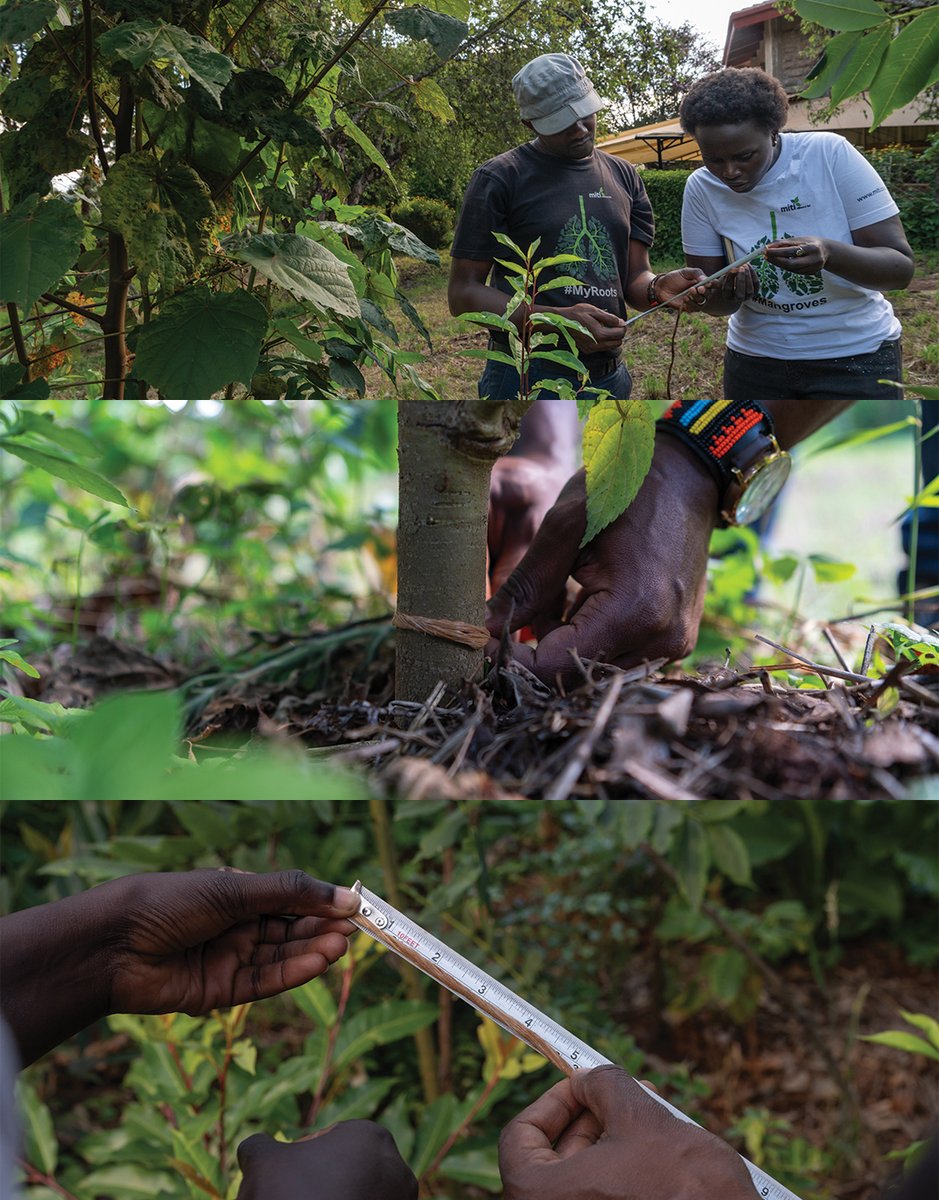 Derrick Milimo tweet media