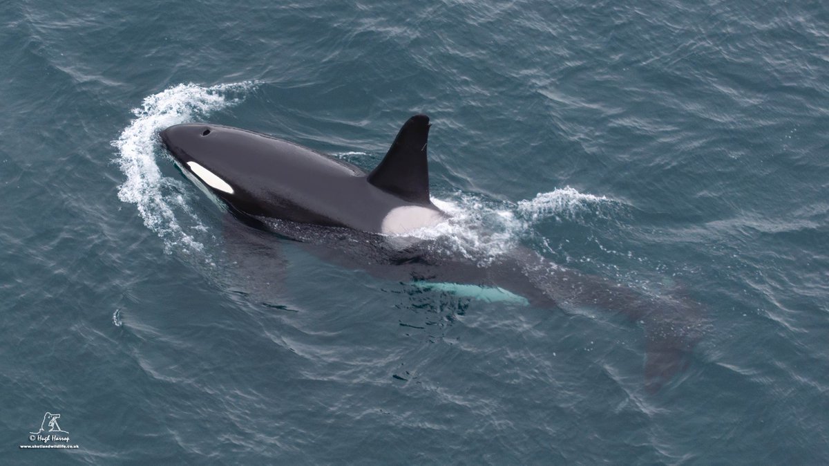 A epic day as we followed four of the '27s' Orcas from land up in the east Mainland of Shetland. Tail slaps, spy hops, lunges, bubble jets and belly rolls - brilliant!