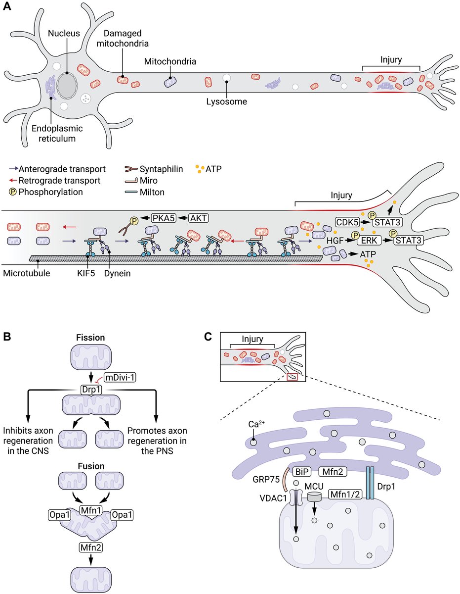 Science Signaling tweet media