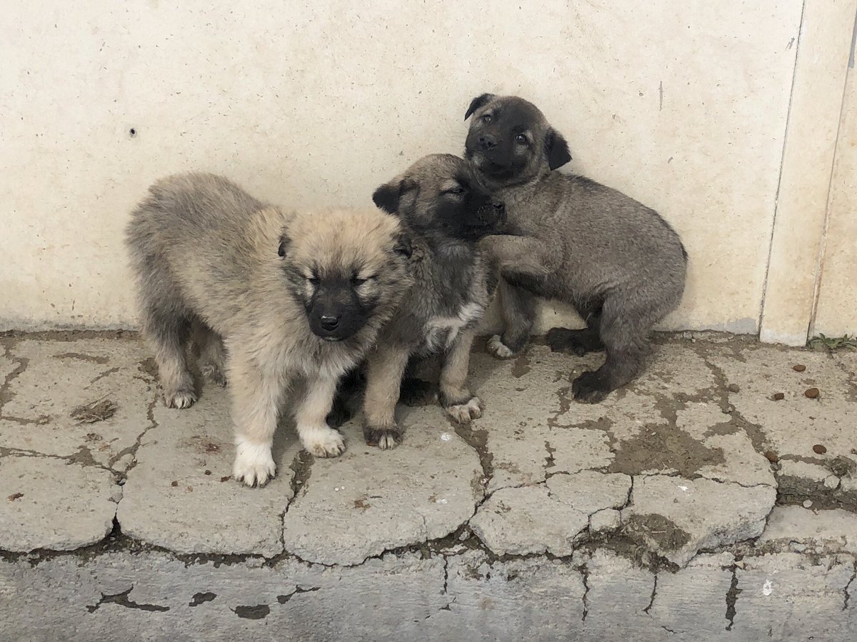 ACİL YUVA / YUVA DESTEĞİ ‼️‼️‼️

Bu çocukları annelerinden ayırıp işkence edip dağa ölüme terk etmişlerr‼️

Sevgi dolu Melek yavrularımıza ömür boyu sevgisini verecek sıcak yuva / yuva desteği‼️

Transfer ve her türlü desteği sağlayacağım. İletişim: Ben