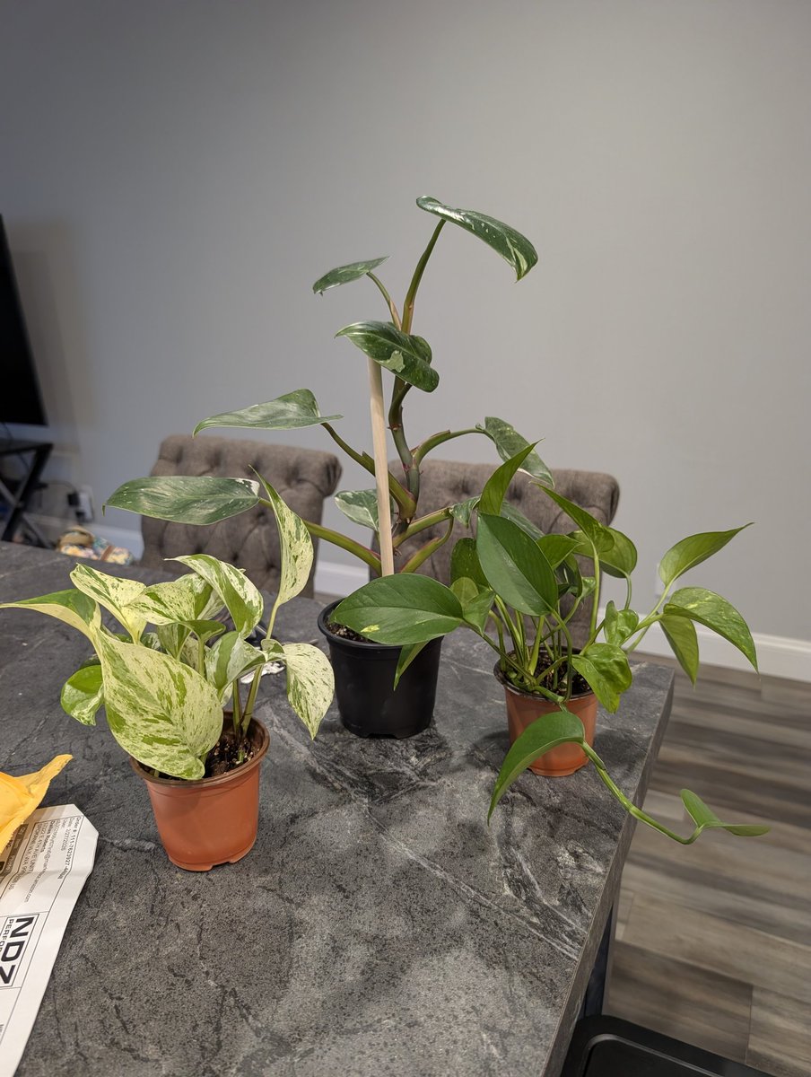 𝚊𝚣𝚎𝚣𝚛𝚊 ✨ tweet media