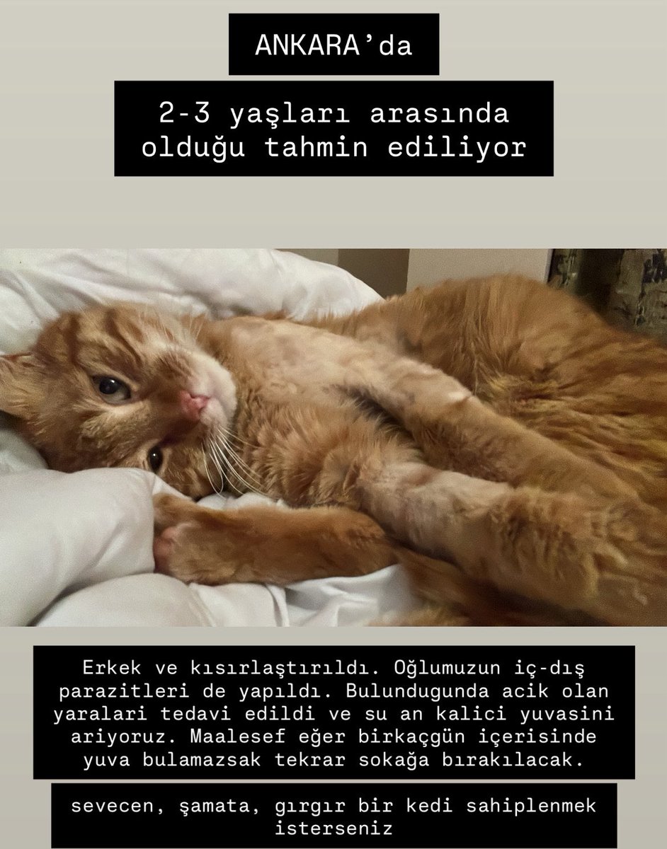 arkadaşlar lütfen yaymama yardımcı olabilir misiniz bu çocuğu sahiplendirmek istiyorum ve sokağa bırakmaya içim el vermiyor dm ile iletişime geçebilirsiniz
