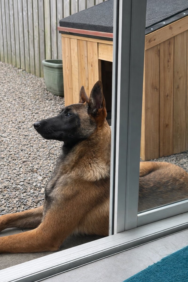 Luna 🐕 Solana’s Lunatix tweet media